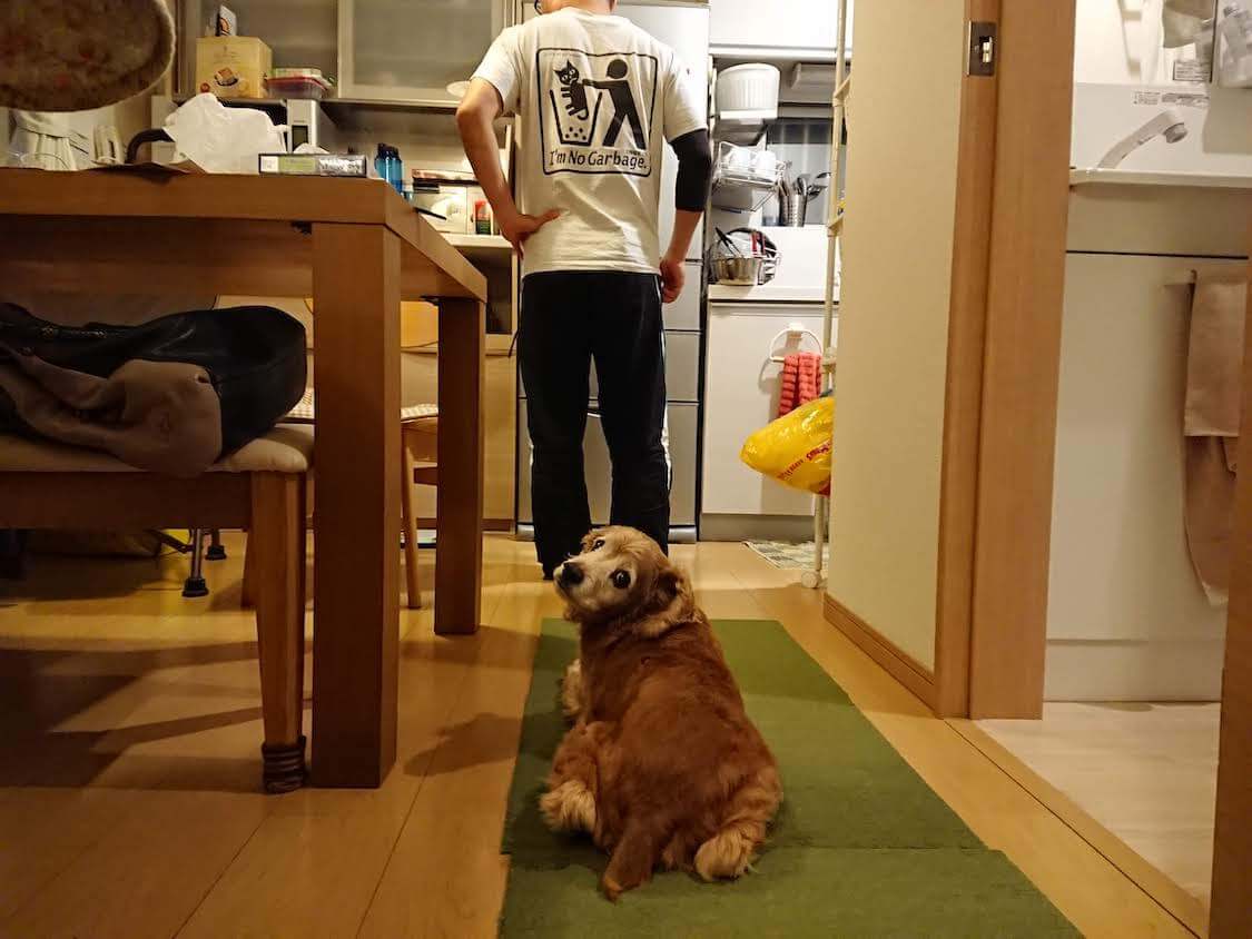 韓国の調味料ダシダと犬のマシュー