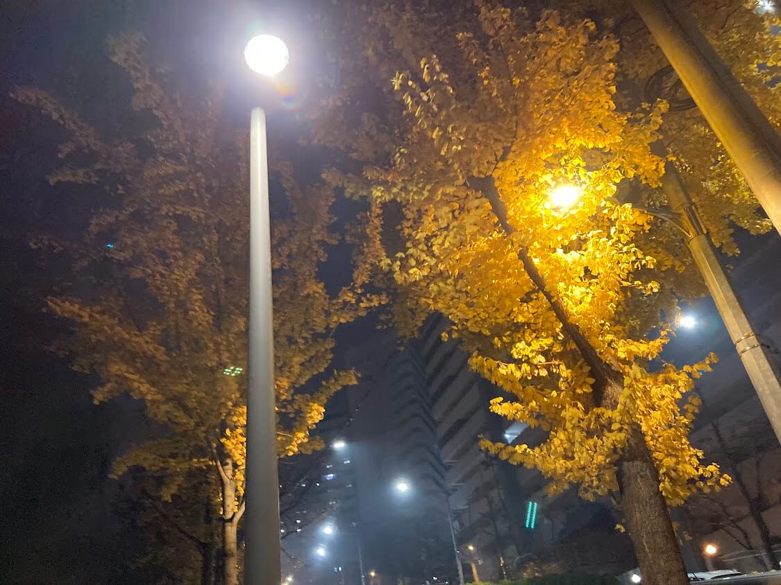 韓国ソウルで秋の散歩、紅葉と銀杏の葉