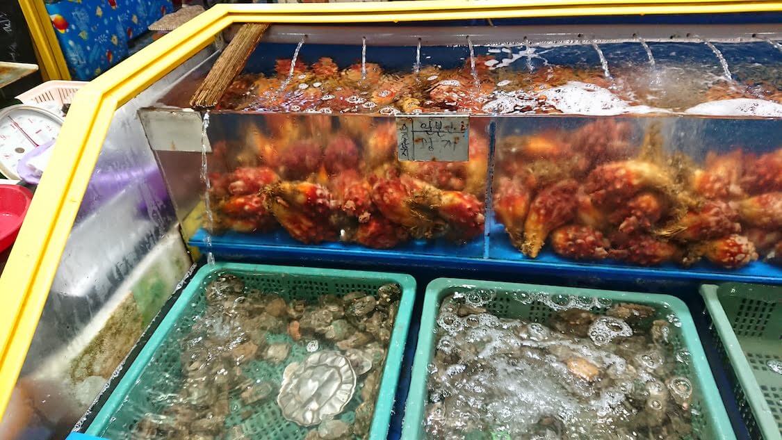 【チェジュ島旅⑤】賑やか！西帰浦毎日オルレ市場。買い物とグルメ。人気の海鮮