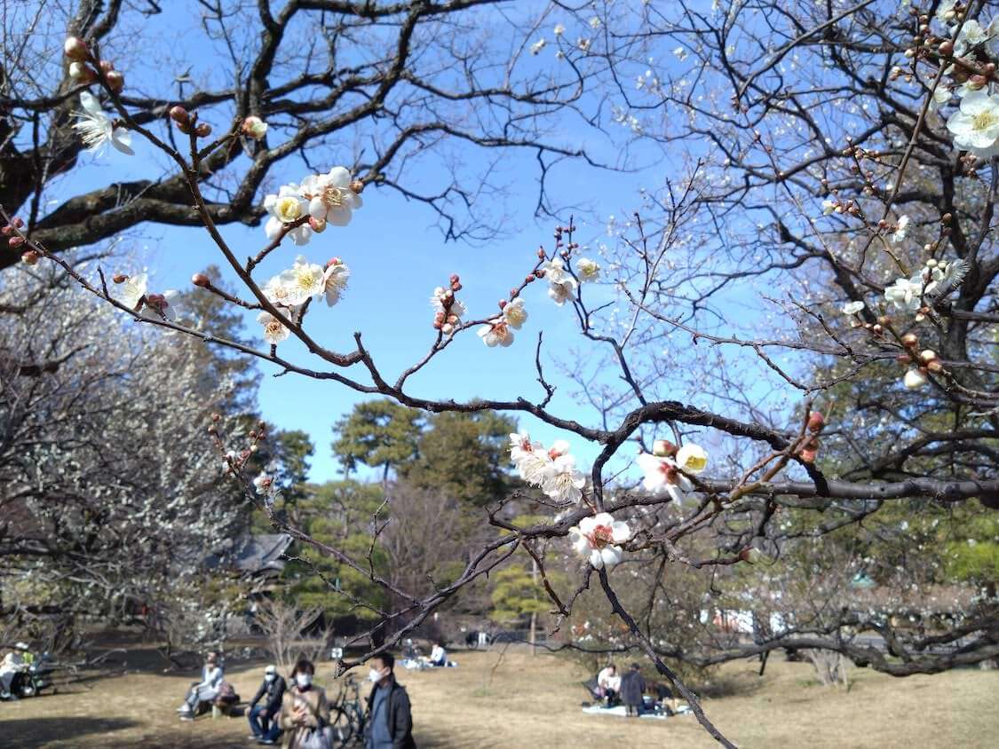 小金井公園でお花見。梅の花