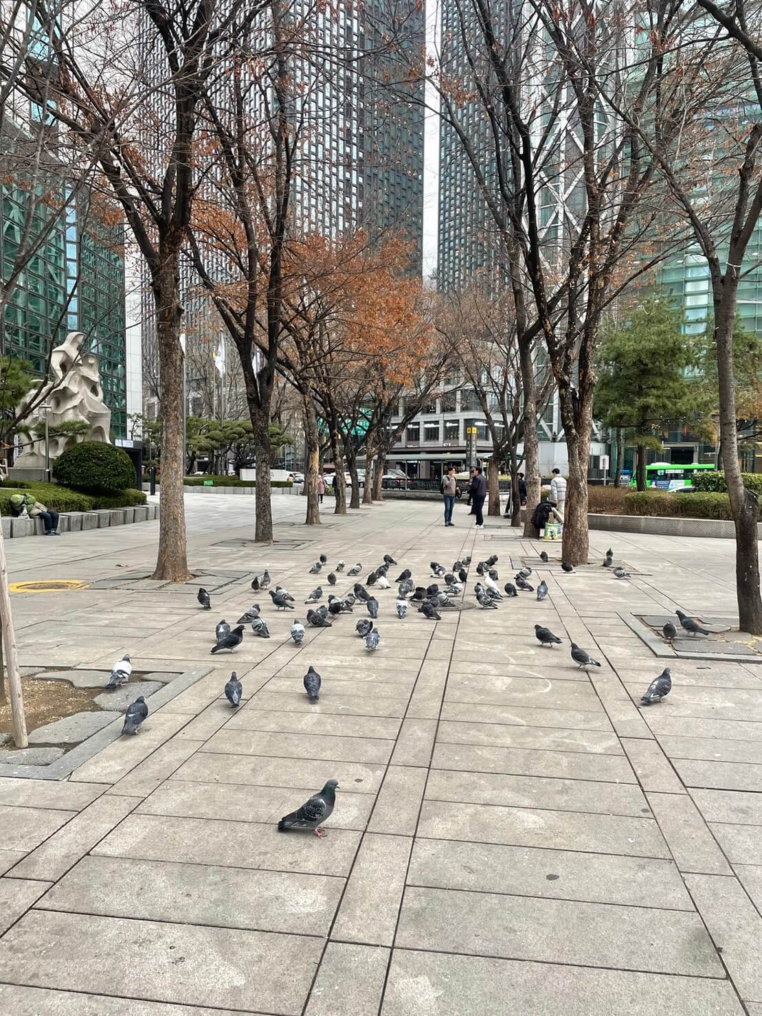 初めて韓国旅行に行ってきた高校生から旅の話とソウルの写真。ハトなど鳥