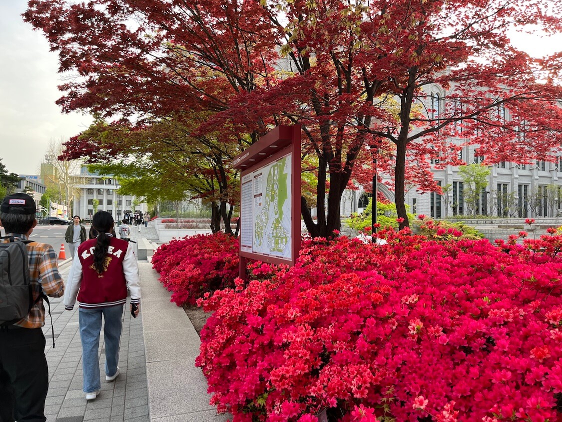 韓国の名門大学SKY。高麗大キャンパスを散歩！語学堂から始まった夫のソウル暮らし