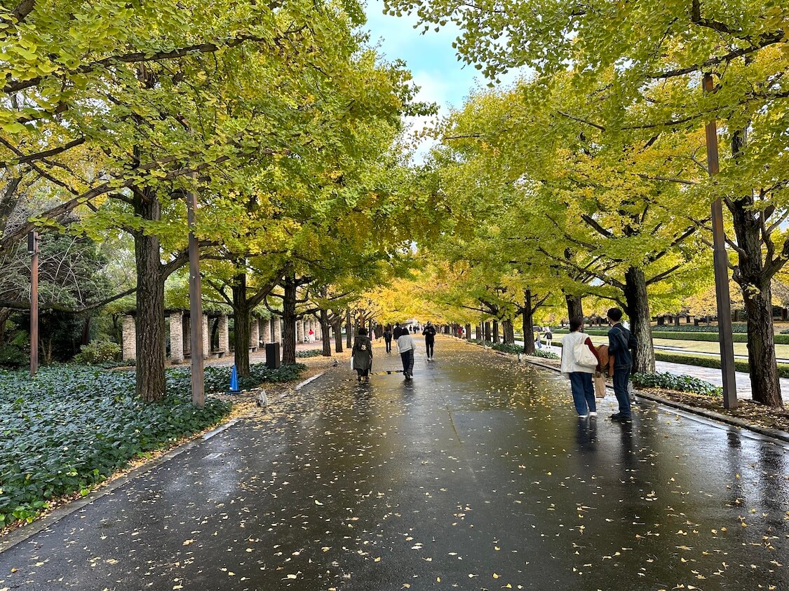 立川観光！昭和記念公園のイチョウの葉。韓国人の日本旅行ブログ【２】