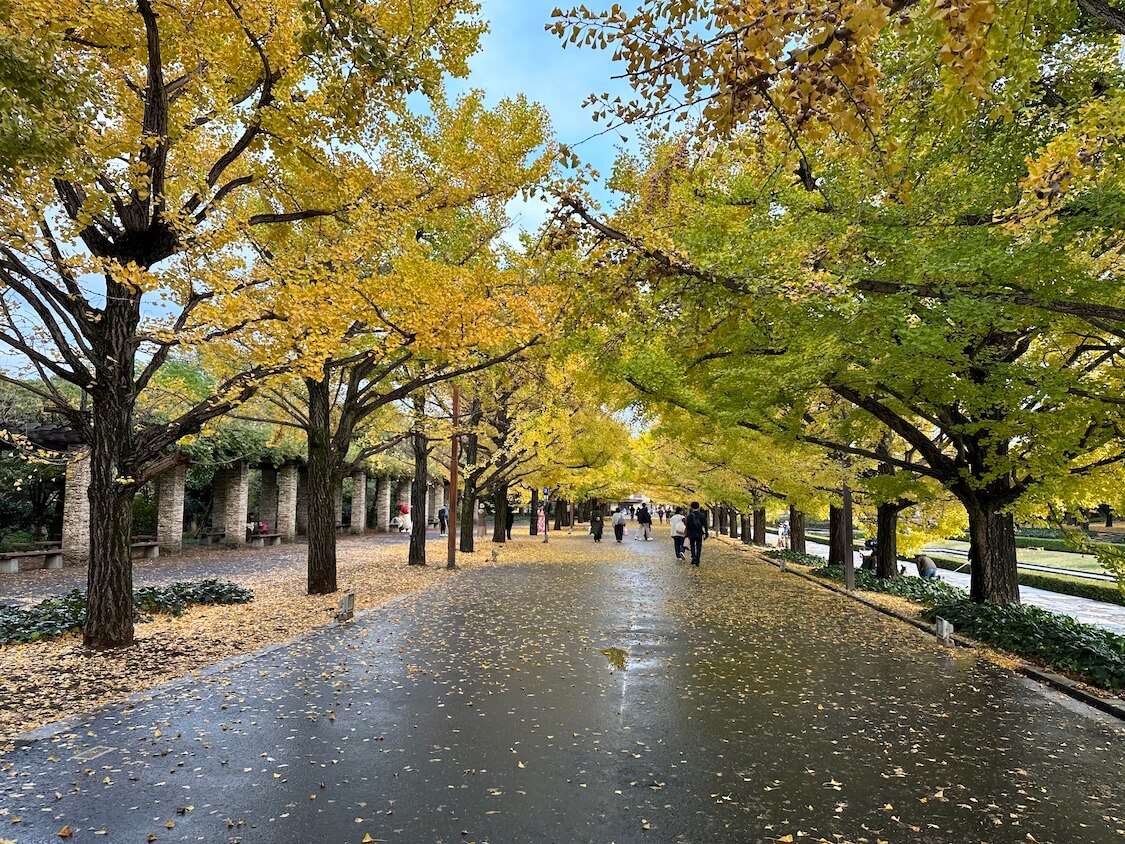 立川観光！昭和記念公園のイチョウの葉。韓国人の日本旅行ブログ【２】