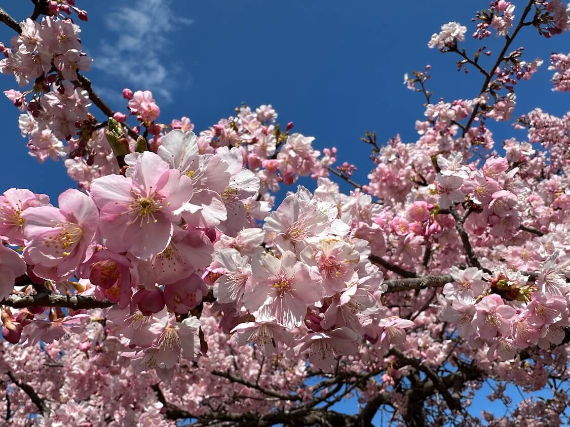 河津桜の花見