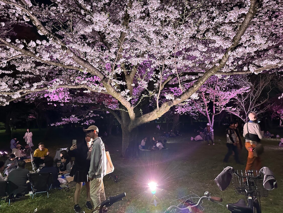 小金井公園の夜桜まつり