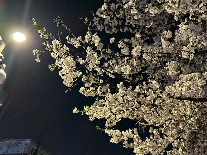ソウルの桜スポット。경의선숲길