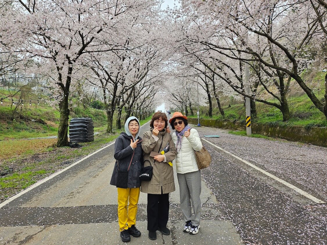 韓国の南、泗川市を観光。桜のお花見