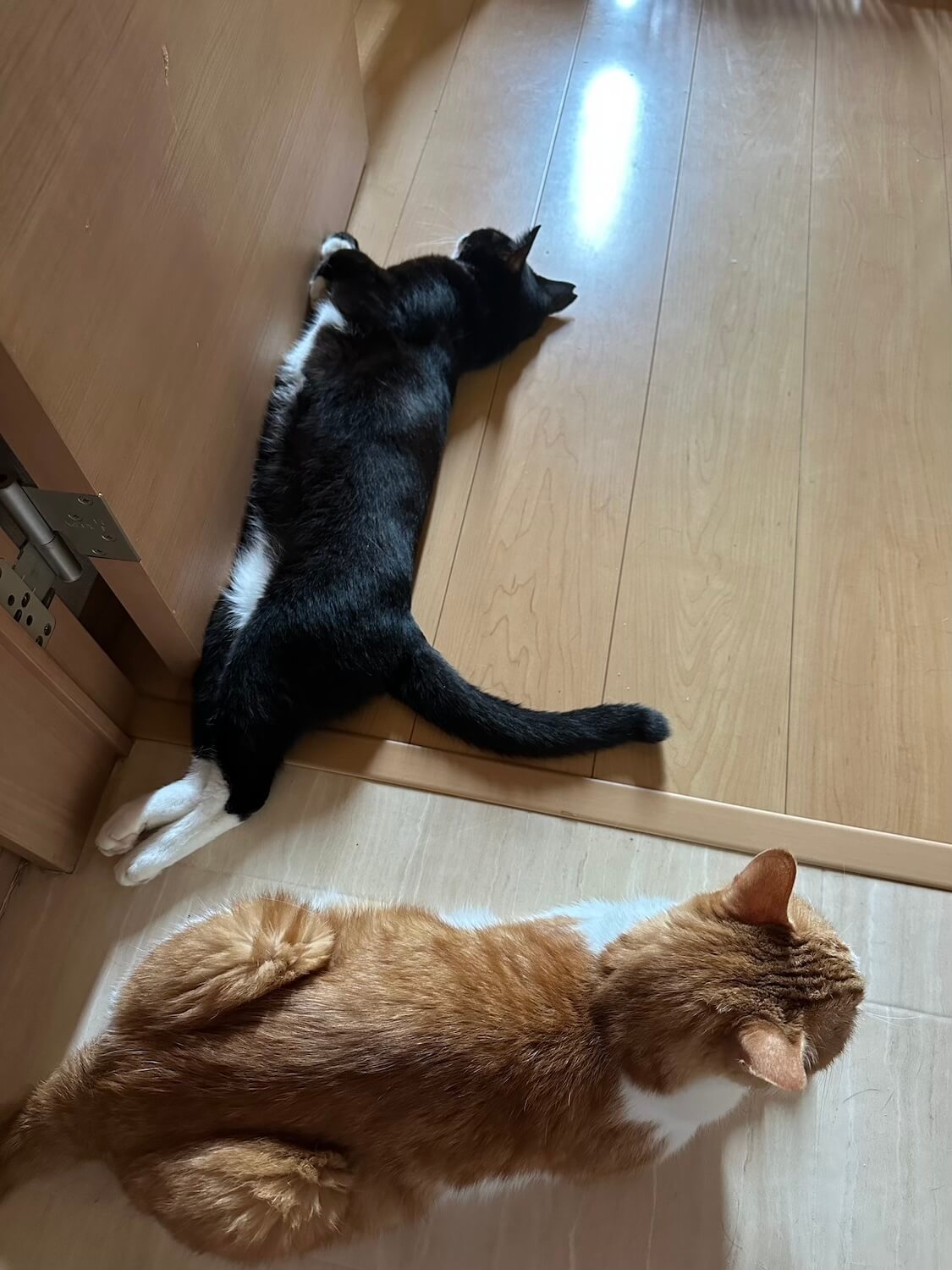 くろちゃんと玉三郎