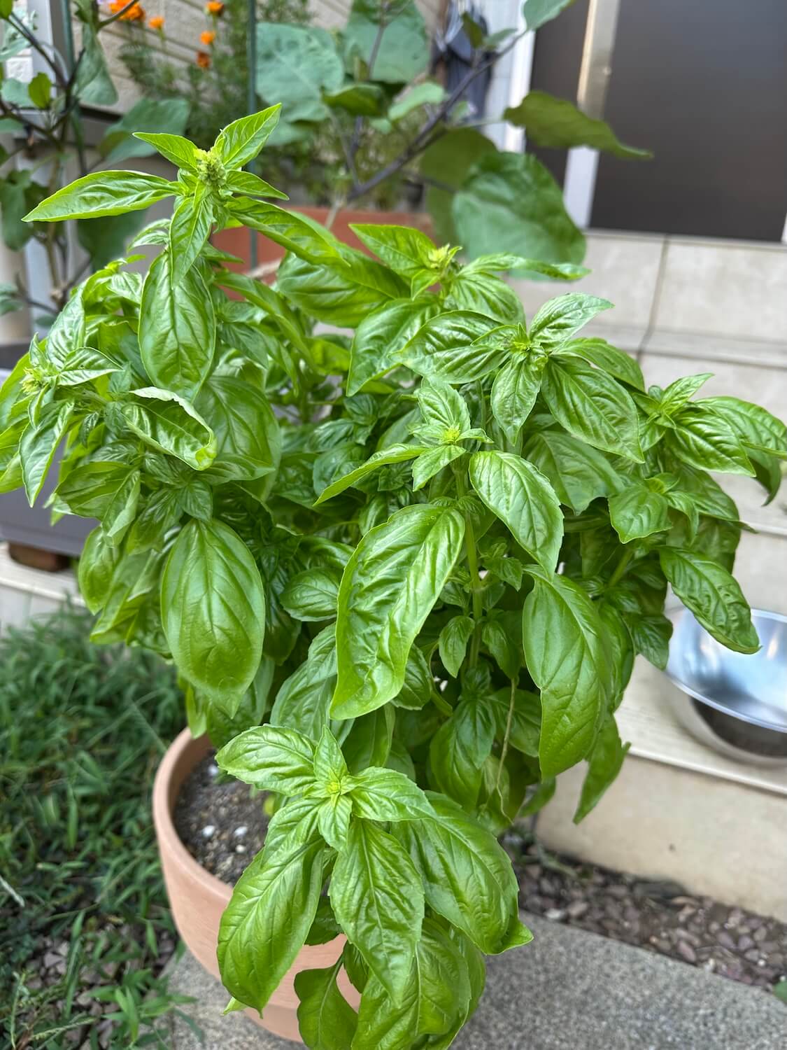 バジルペースト