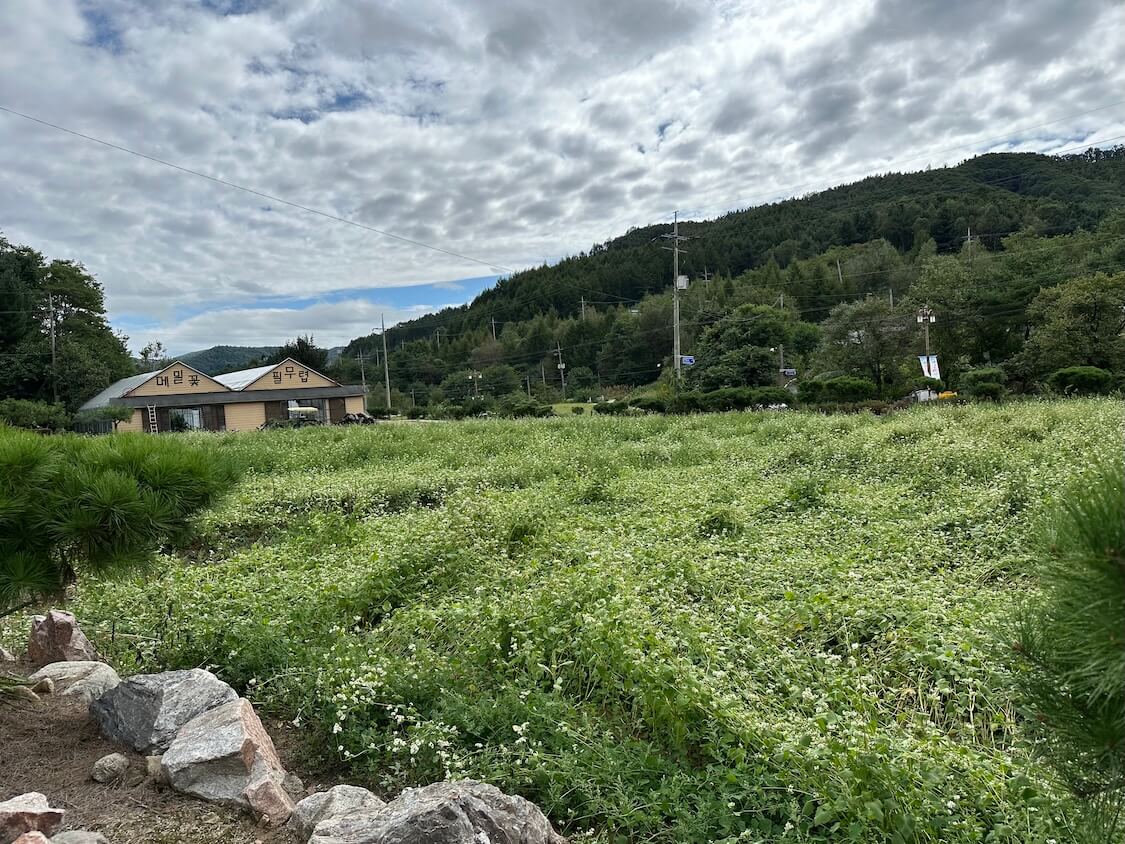 そば粉入り韓国の麺料理マッククス。そばの花の祭り