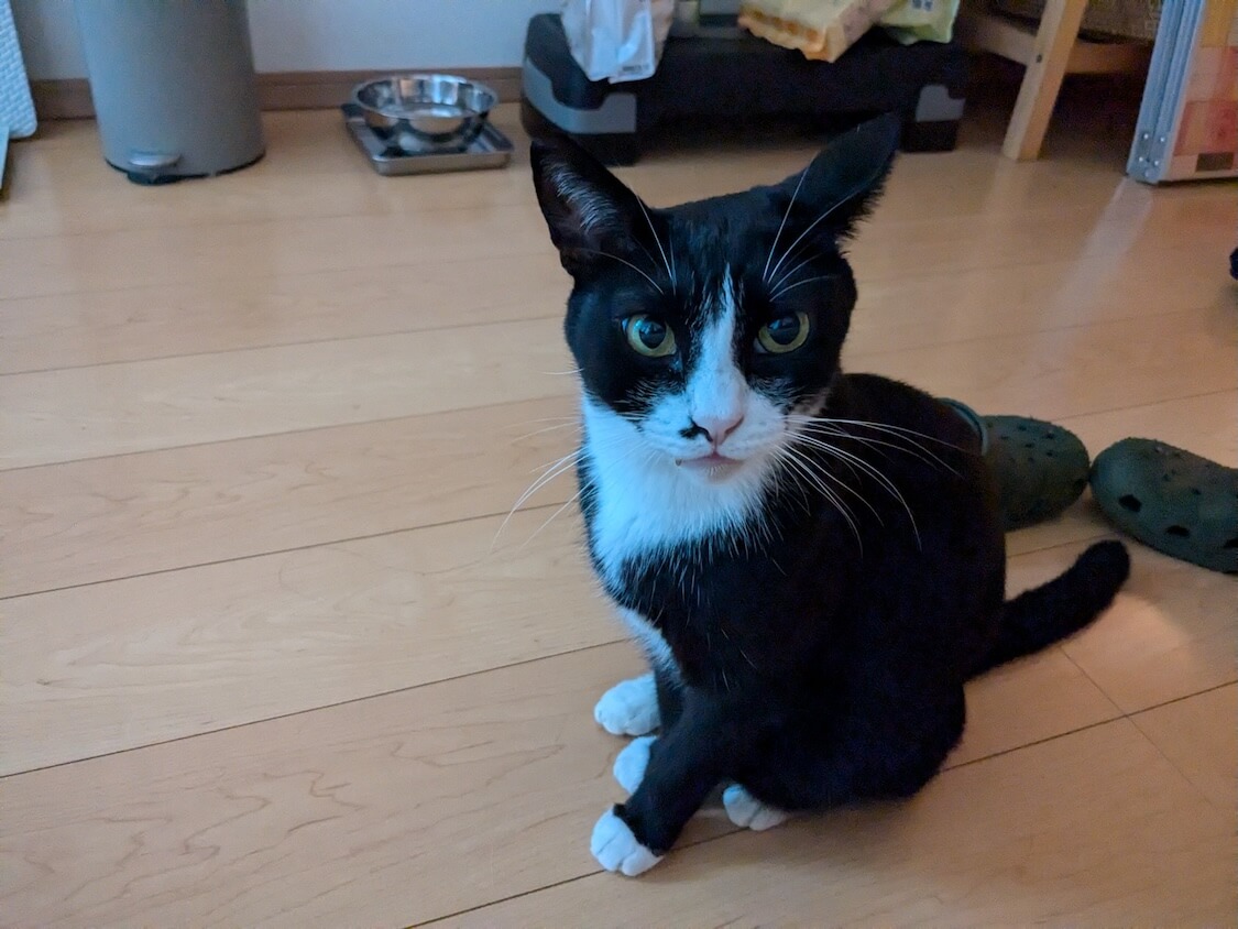 東京のくろちゃん