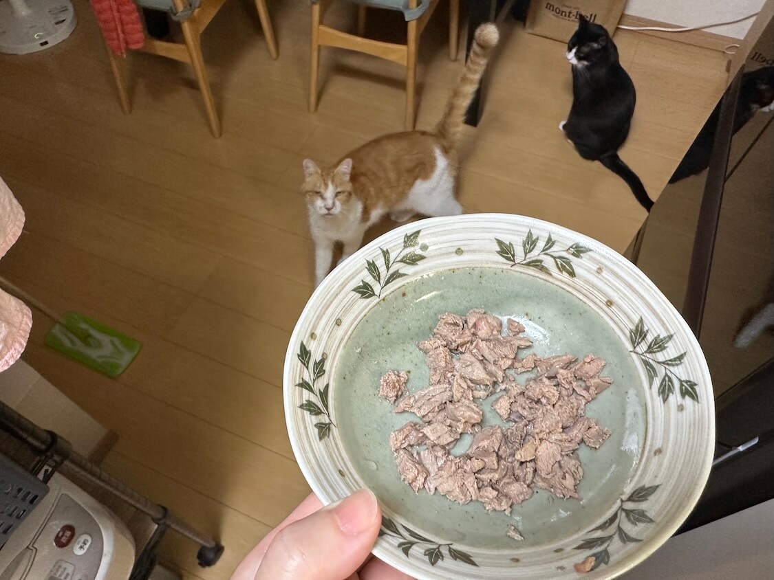 マグロのあら煮の作り方。猫にお裾分