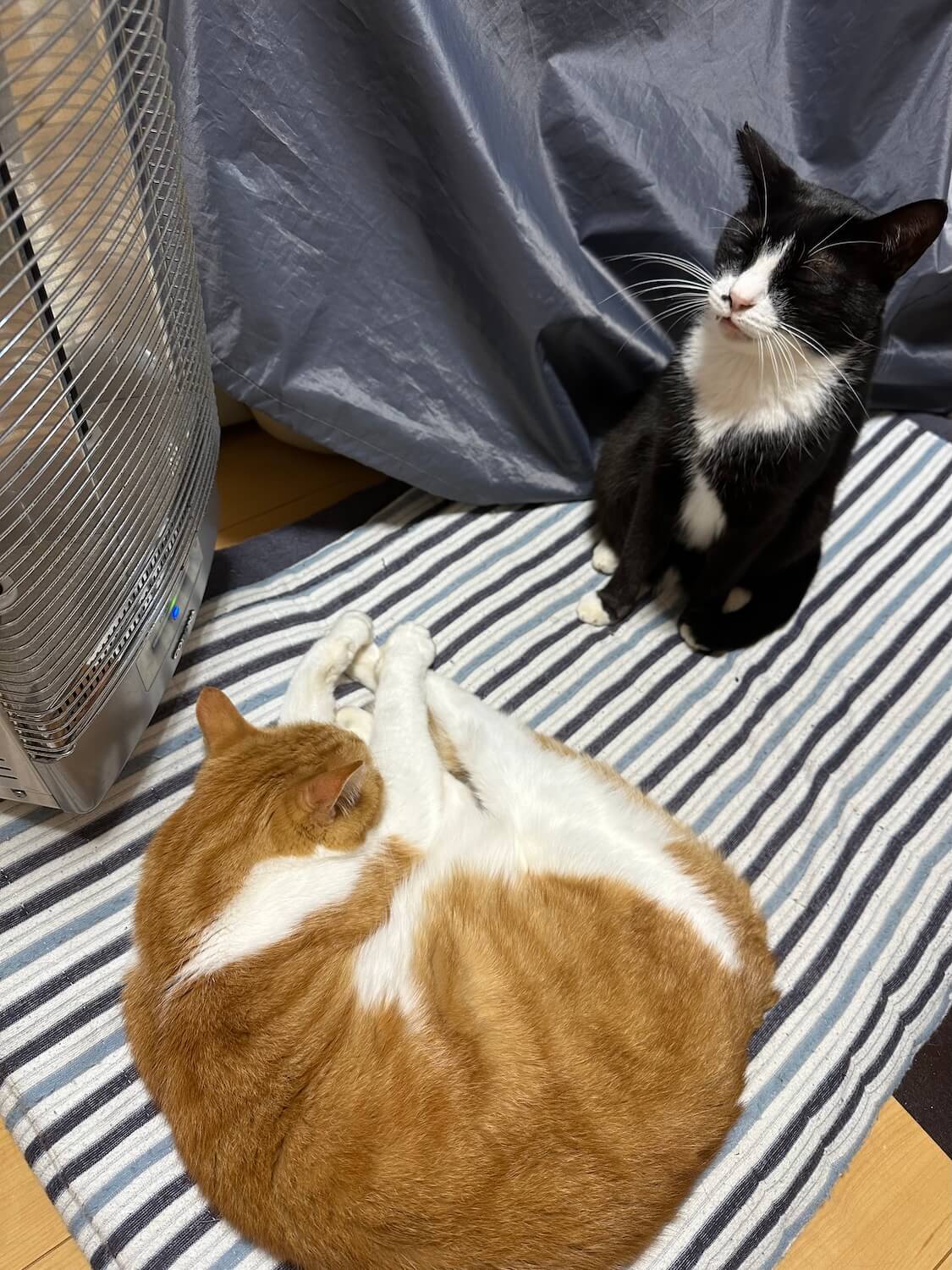 くろちゃんと玉三郎