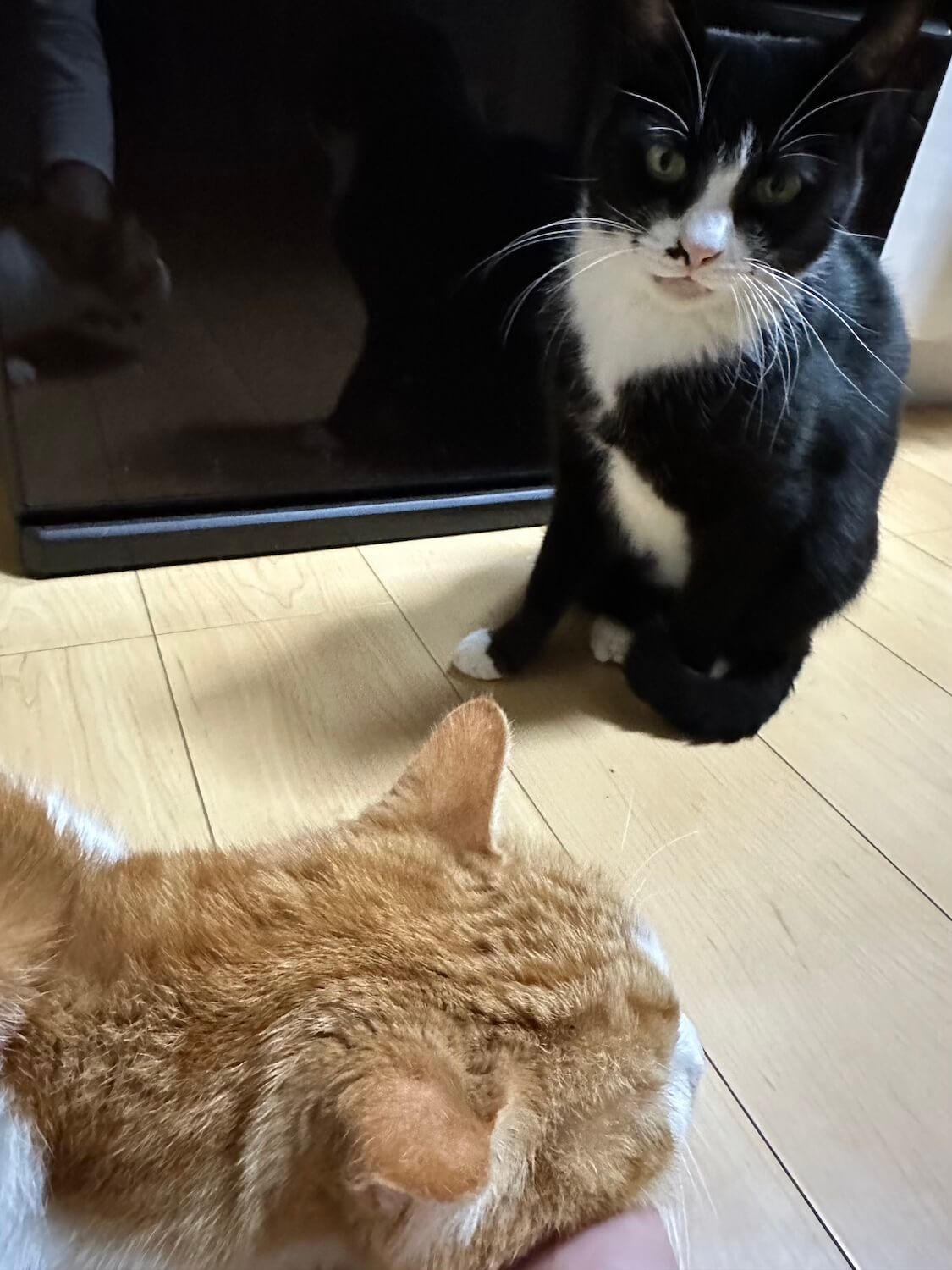 玉三郎とくろちゃん