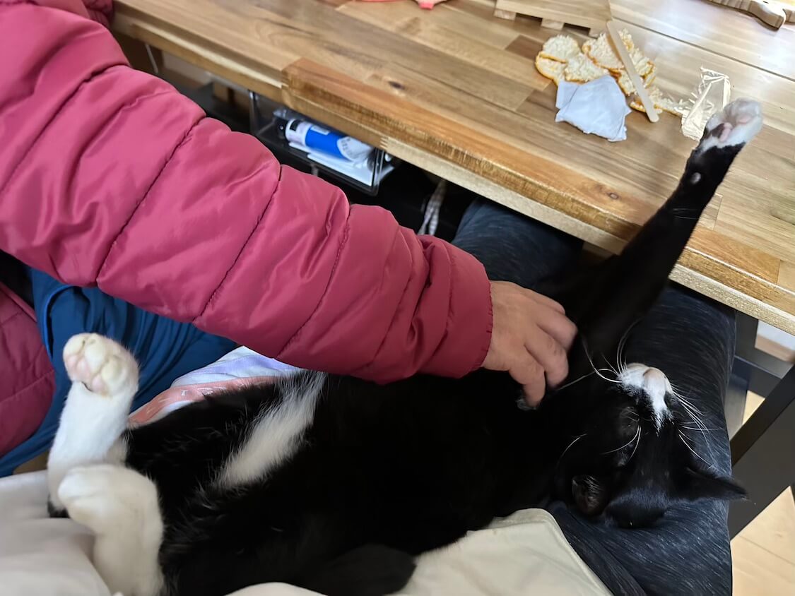 くろちゃんと韓国ドラマ