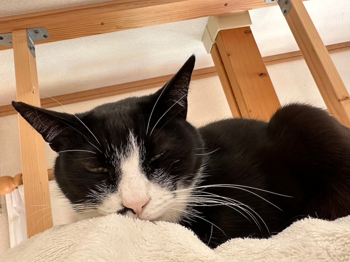 くろちゃんと玉三郎