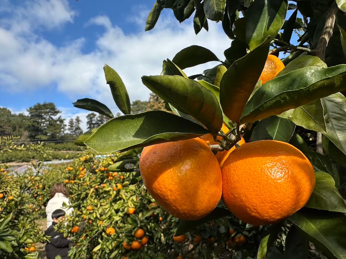 済州島でみかん
