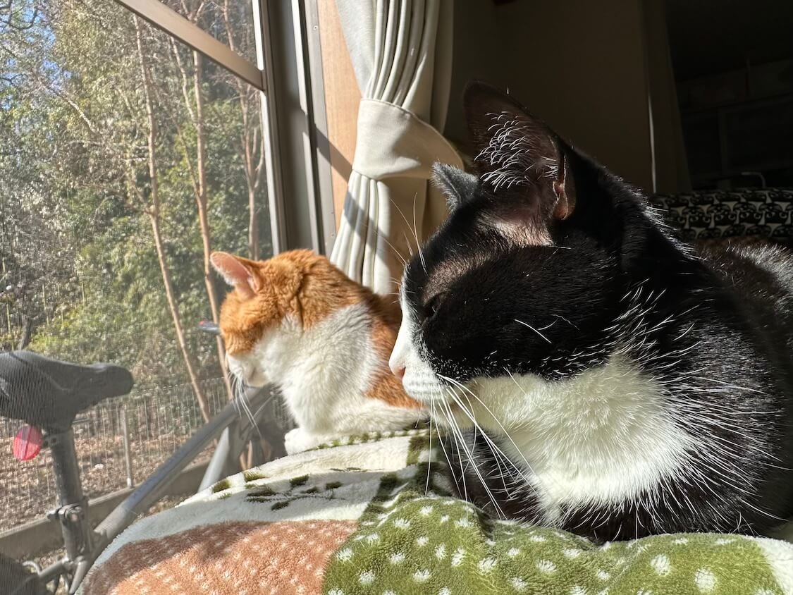 くろちゃん、玉三郎