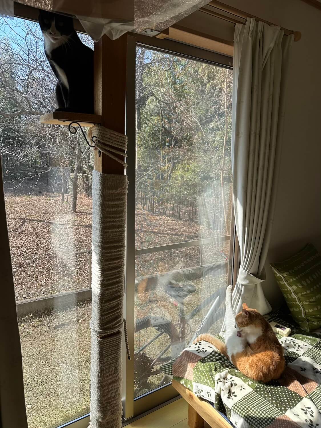 くろちゃん、玉三郎