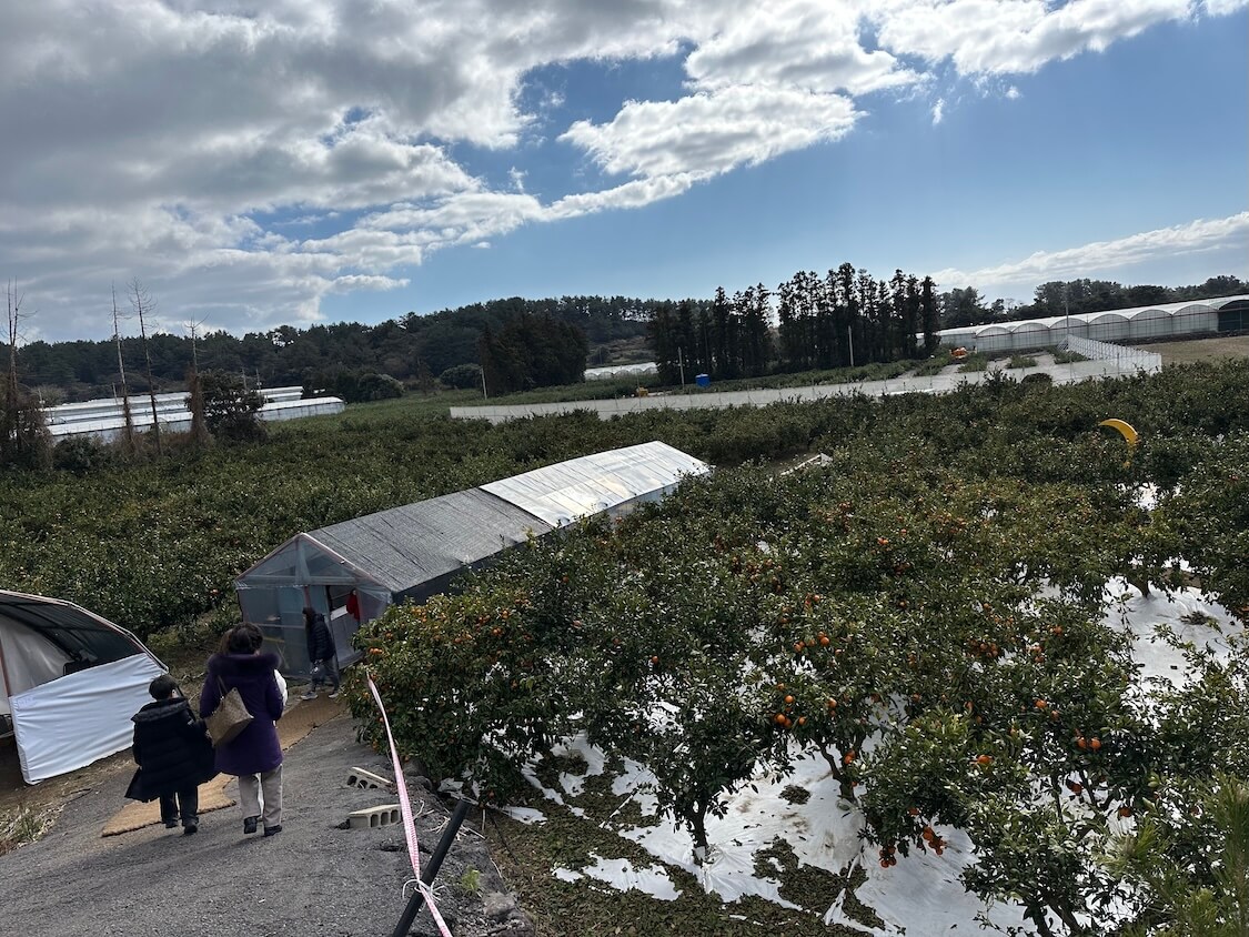 済州島の癒やし旅。冬のみかん狩り🍊ブログ
