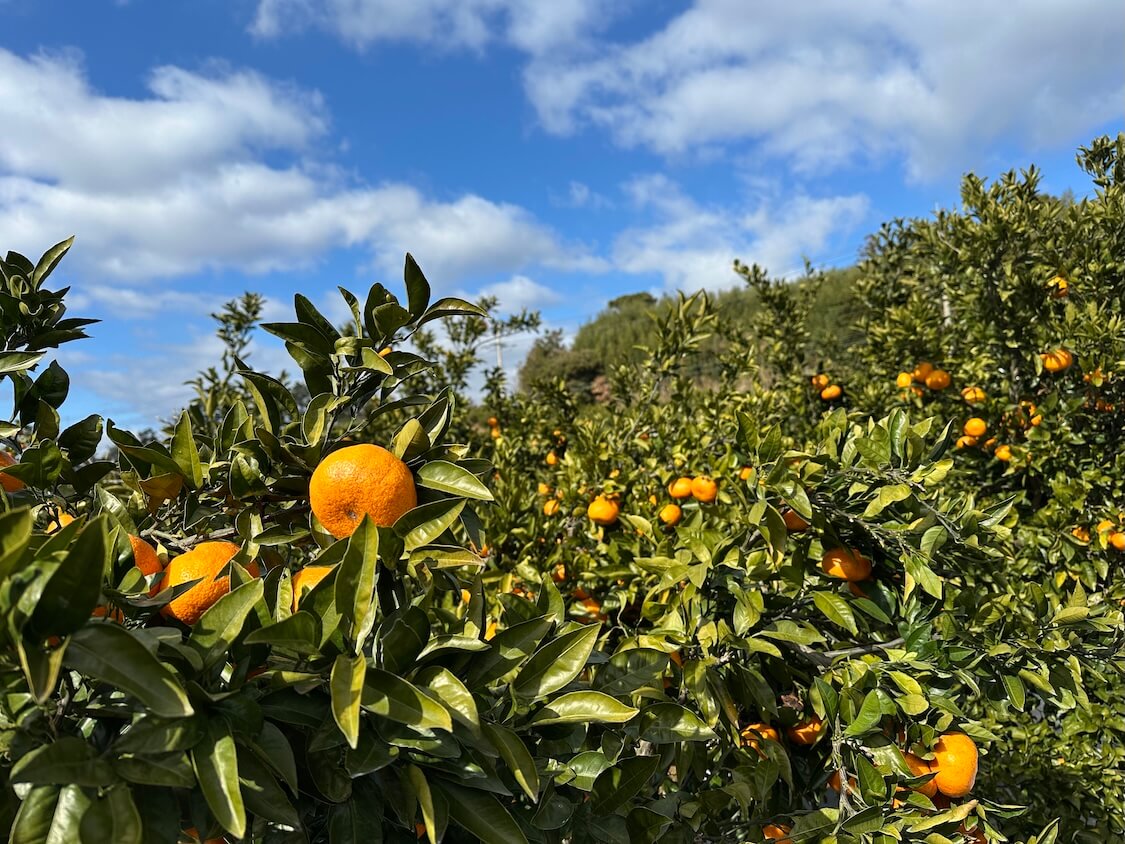 済州島の癒やし旅。冬のみかん狩り🍊ブログ