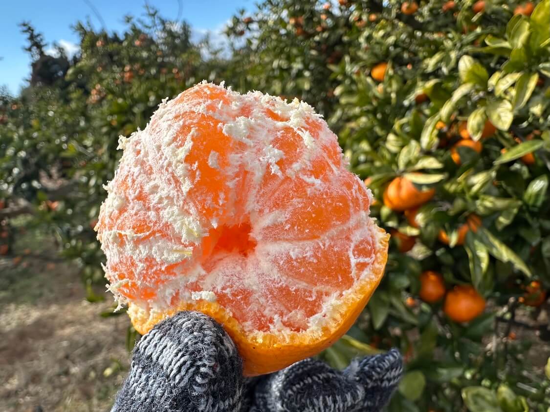 済州島の癒やし旅。冬のみかん狩り🍊ブログ