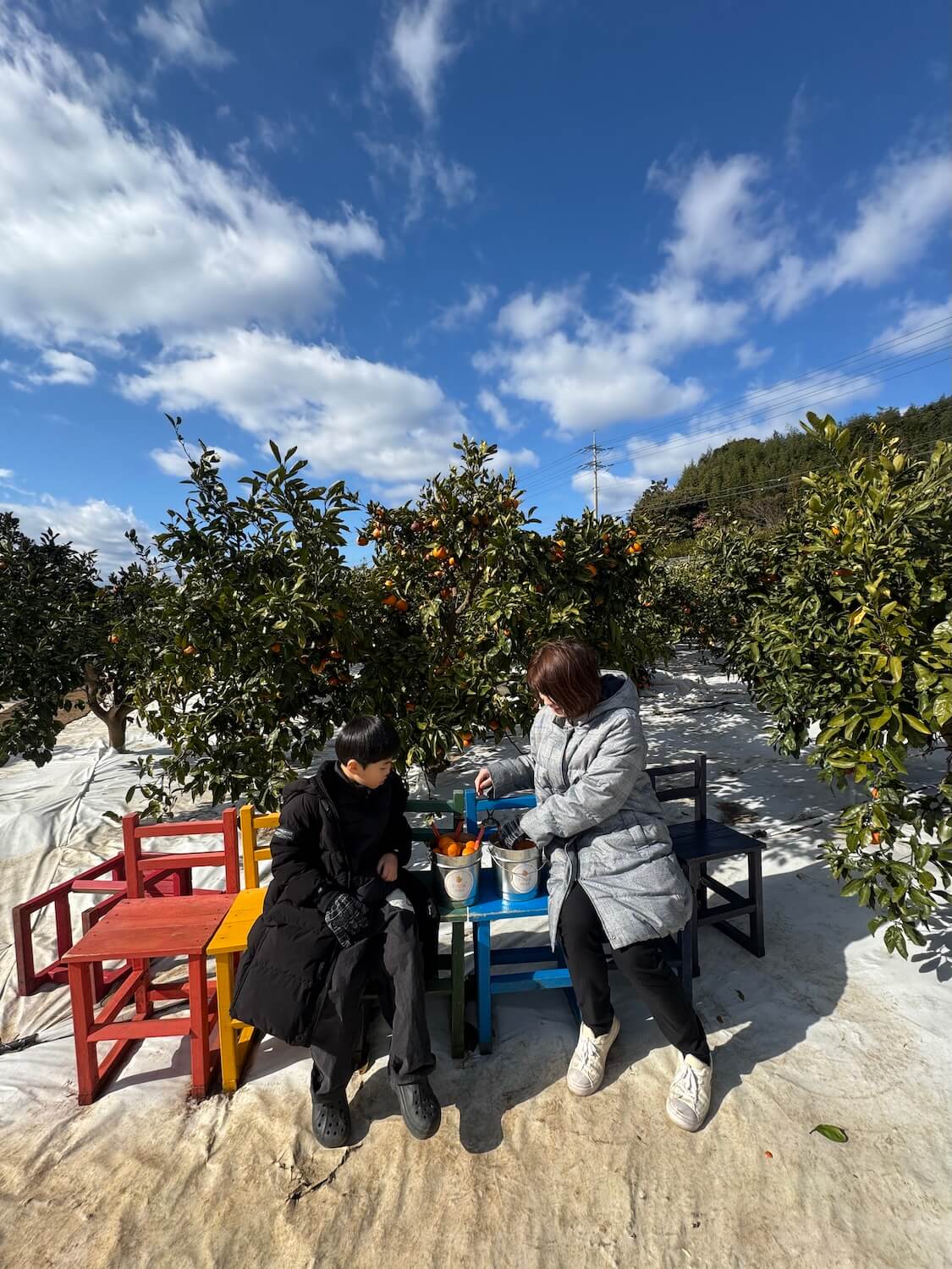 済州島の癒やし旅。冬のみかん狩り🍊ブログ