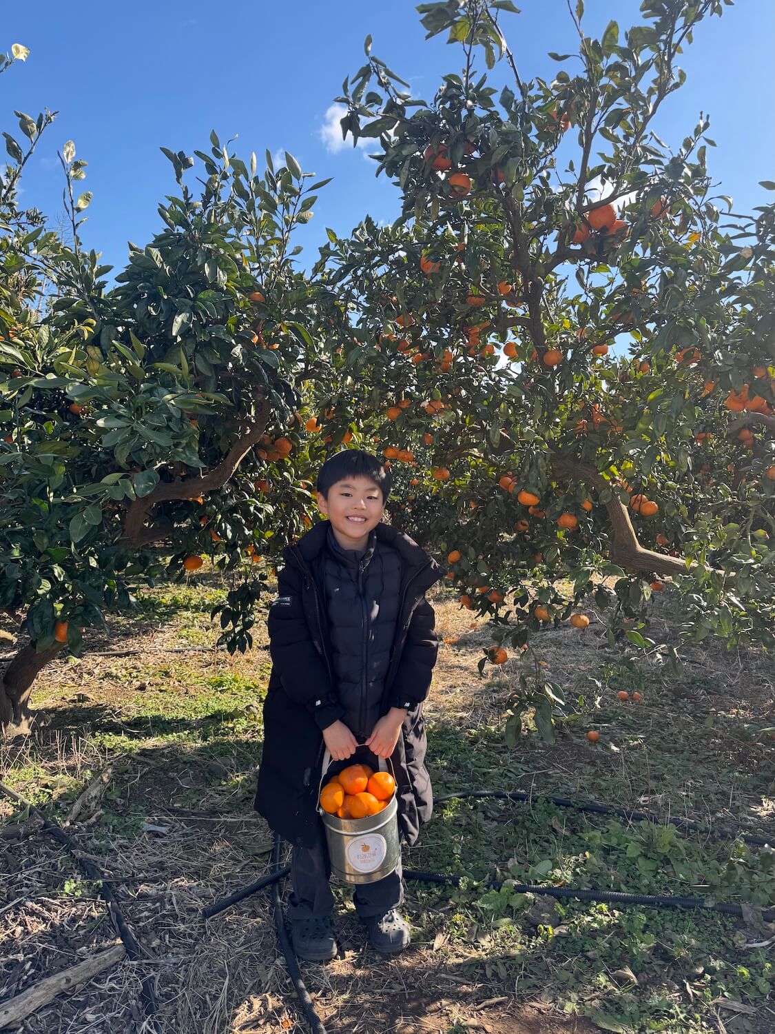 済州島の癒やし旅。冬のみかん狩り🍊ブログ