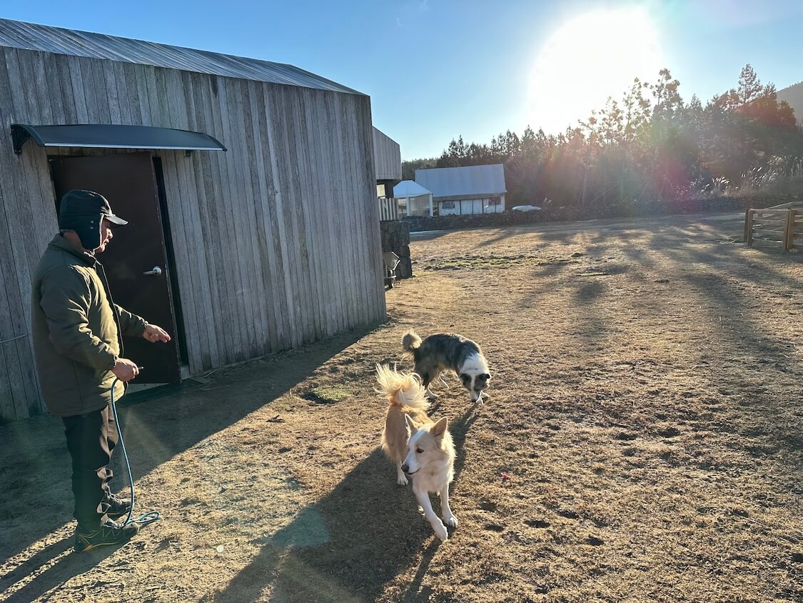済州島のリゾートで、ワンコとの散歩