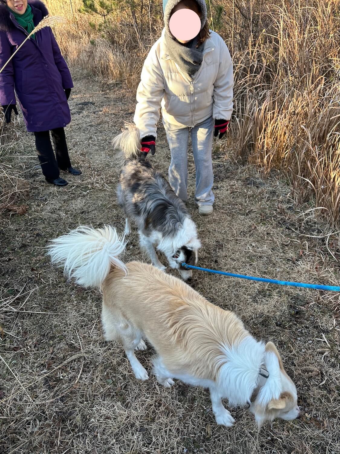 済州島のリゾートで、ワンコとの散歩