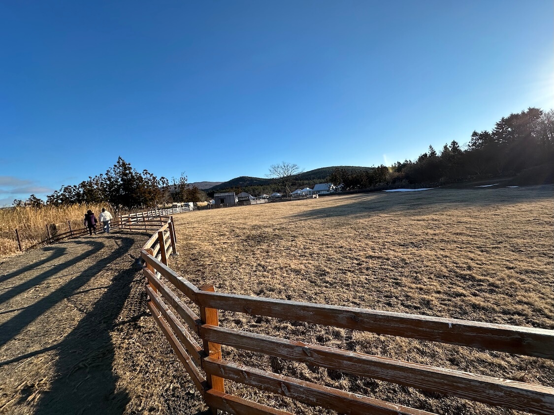 済州島のリゾートで、ワンコとの散歩