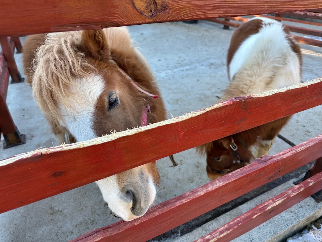 済州島のリゾートで馬と触れ合う