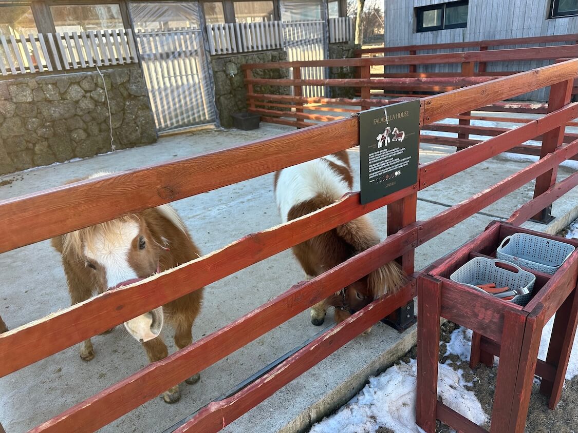 済州島のリゾートで馬と触れ合う