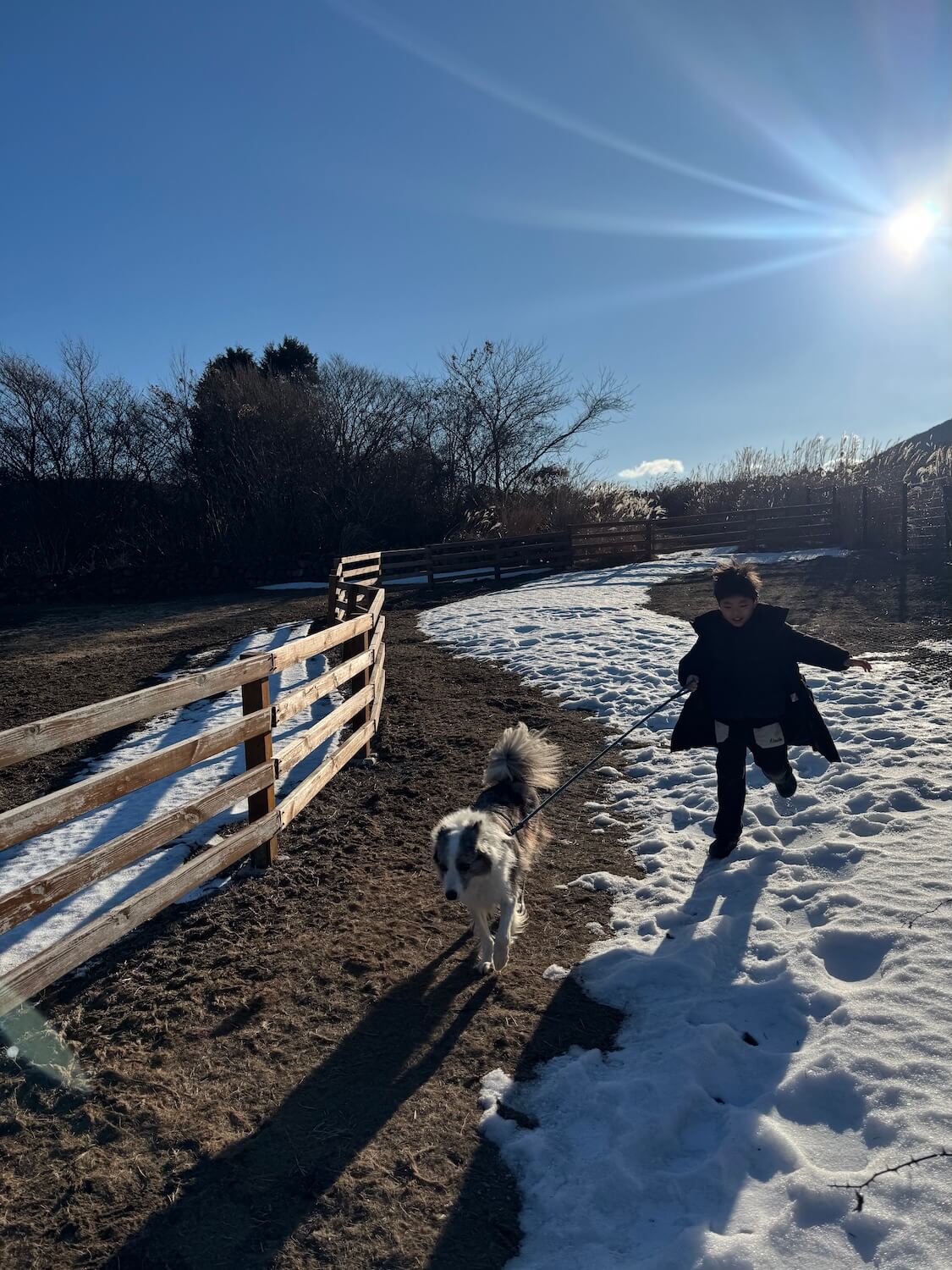 済州島のリゾートで、ワンコとの散歩