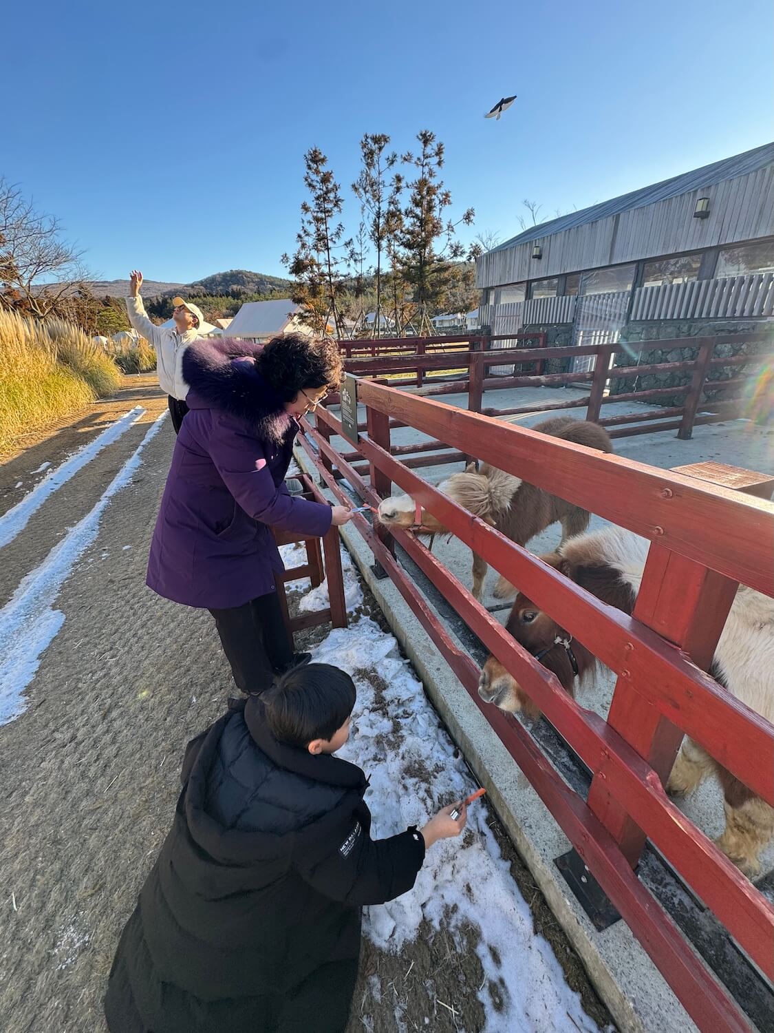 済州島のリゾートで馬と触れ合う