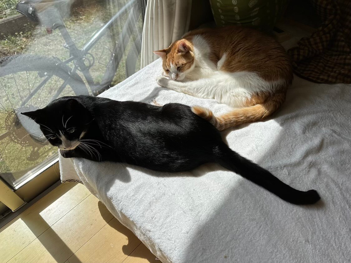 くろちゃんと玉三郎