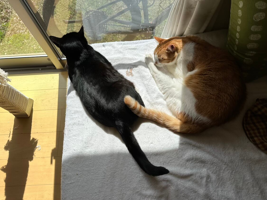 くろちゃんと玉三郎